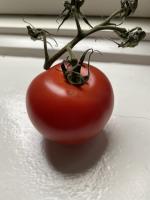 Tomat, dansk, rå
